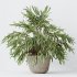 AV Indoor Plants Set 396 Dypsis Lutescens and Ficus Cyathistipula and Cyara Areca Palm - Thumbnail 1