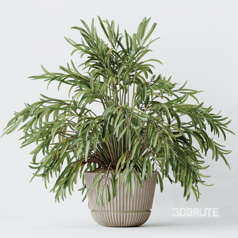 AV Indoor Plants Set 396 Dypsis Lutescens and Ficus Cyathistipula and Cyara Areca Palm Image 1