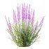 AV Spring bushes Spiraea Cinerea Grefsheim Flowering and Calluna Vulgaris Helena - Thumbnail 3