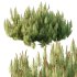 Pinus Mugo plant 03 - Thumbnail 5