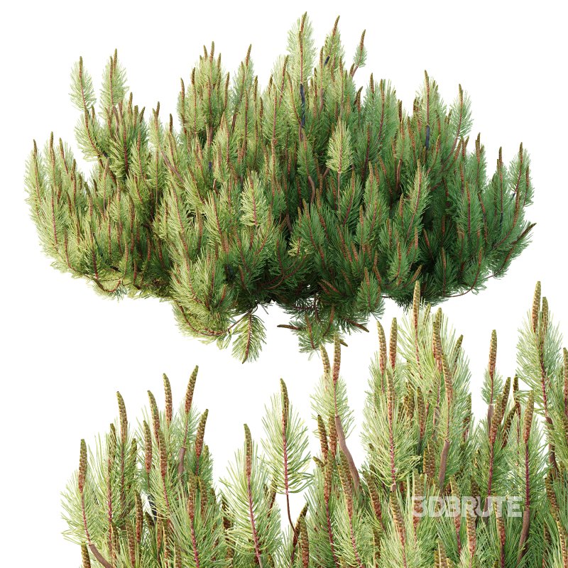 Pinus Mugo plant 03 Image 5