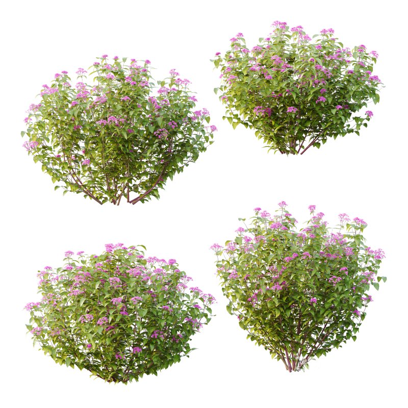 Spirea Japonica Bush 01 Image 1