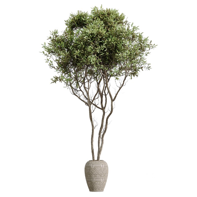 AV Indoor Plants Set 376 Arbequina Olive and Ficus Binnendijkii and Euphorbia Drupifera Image 4