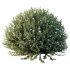 ntal shrubs designed for realistic landscape and architectural visualization. - Thumbnail 2