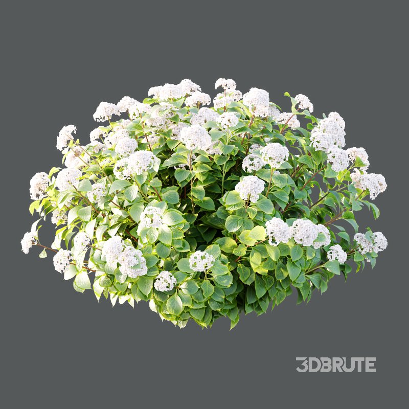 hydrangea arborescens Bush 02 Image 3