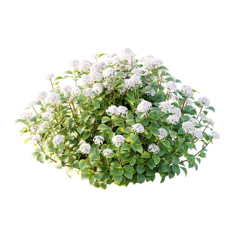 hydrangea arborescens Bush 03 Image 4