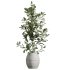 AV Indoor Plants Set 371 Japandi Decorative and Mandarin Citrus and Ficus microcarpa and Ficus Elastica - Thumbnail 2