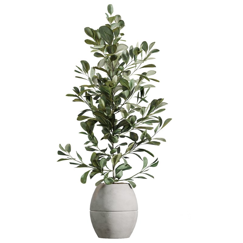 AV Indoor Plants Set 371 Japandi Decorative and Mandarin Citrus and Ficus microcarpa and Ficus Elastica Image 2