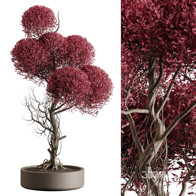 Indoor plant 076 Image 3