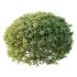 ntal shrubs, carefully crafted for high-quality landscape and architectural visualization. - Thumbnail 3