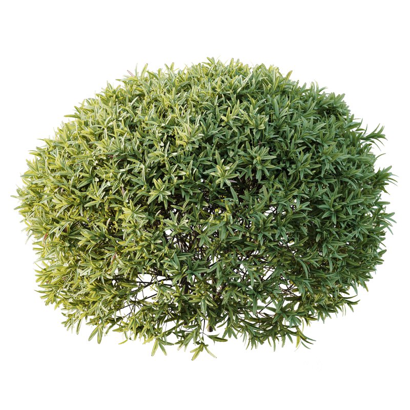 ntal shrubs, carefully crafted for high-quality landscape and architectural visualization. Image 3