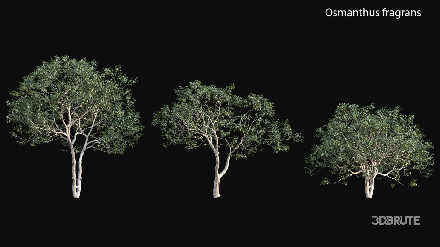 Collection 18 – Chinese garden Image 24