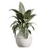 AV Indoor Plants Set 391 Olive and Banana and Spineless Yucca and Ficus Elastica - Thumbnail 4
