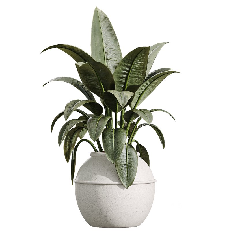 AV Indoor Plants Set 391 Olive and Banana and Spineless Yucca and Ficus Elastica Image 4