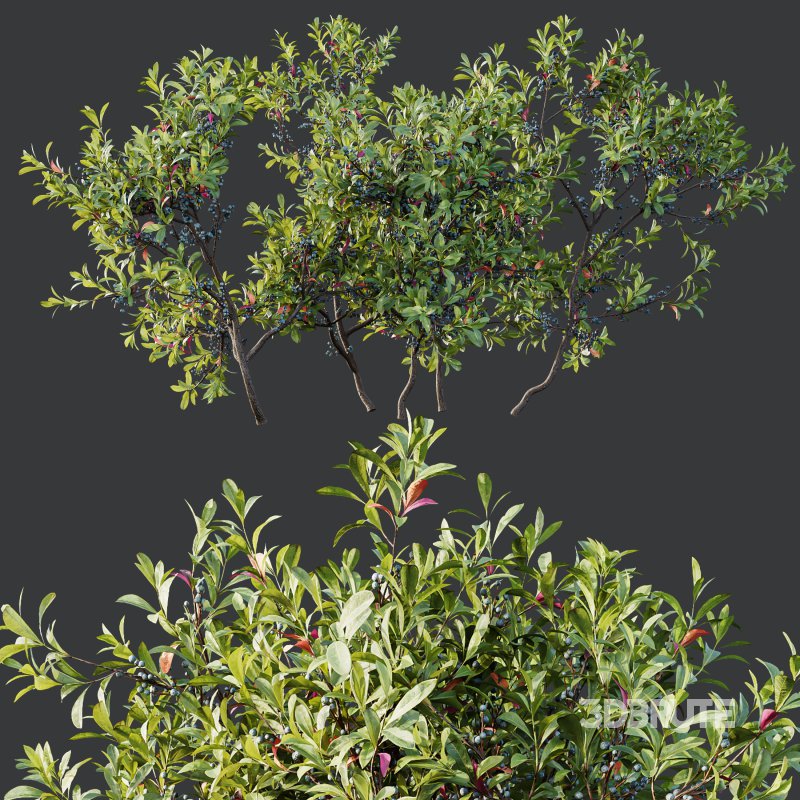 AV Nerium Oleander Laurier Kaner Rose Pink and Myrica Morella Pennsylvania Bayberry Candleberry Northern Fruit Image 4