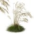 ntal grass prized for its tall, arching stems crowned with golden seed heads. This 3D model set includes six unique variations of the plant, meticulously designed to capture the natural elegance and movement of its fine, feathery plumes. Perfect for modern garden scenes, landscape visualizations, or architectural exteriors, each model brings depth, realism, and a gentle sense of motion to your render. - Thumbnail 8