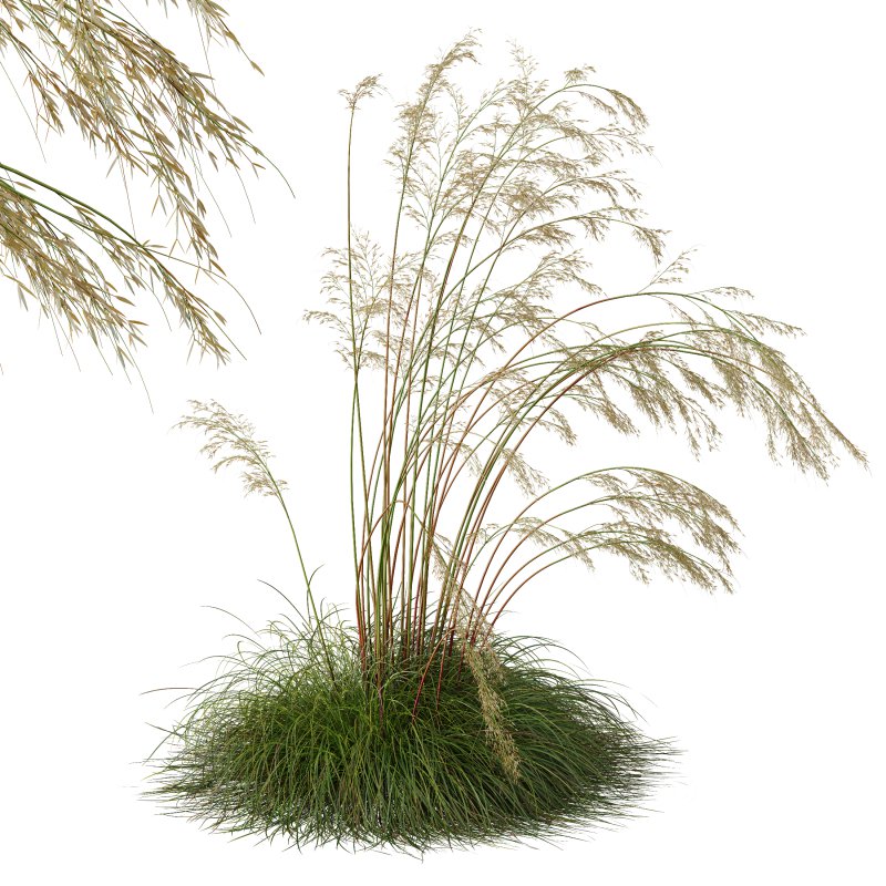 ntal grass prized for its tall, arching stems crowned with golden seed heads. This 3D model set includes six unique variations of the plant, meticulously designed to capture the natural elegance and movement of its fine, feathery plumes. Perfect for modern garden scenes, landscape visualizations, or architectural exteriors, each model brings depth, realism, and a gentle sense of motion to your render. Image 8