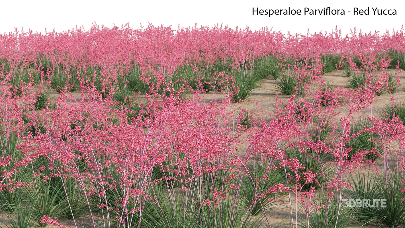 Collection 23 – Mexican Plants Image 30