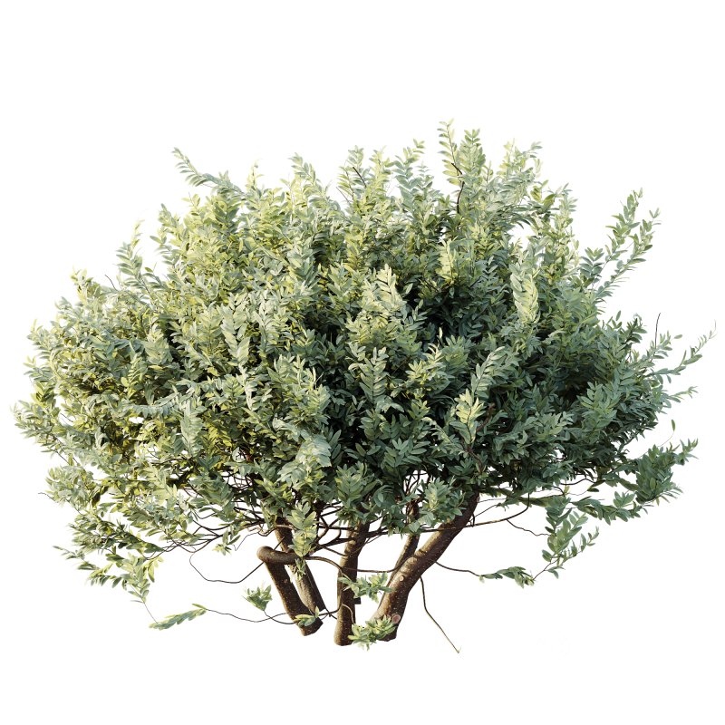 ntal shrub highly valued for its decorative foliage and sculptural form. Its dense crown of silver-green leaves and textured branches makes it a perfect choice for elegant gardens, modern courtyards, and naturalistic landscapes. Native to southern Europe, this shrub is both resilient and beautiful, offering authentic Mediterranean charm. Designed with detailed 4K textures and optimized topology, this model is ideal for high-quality architectural visualization, outdoor renders, and landscape design projects. Image 1