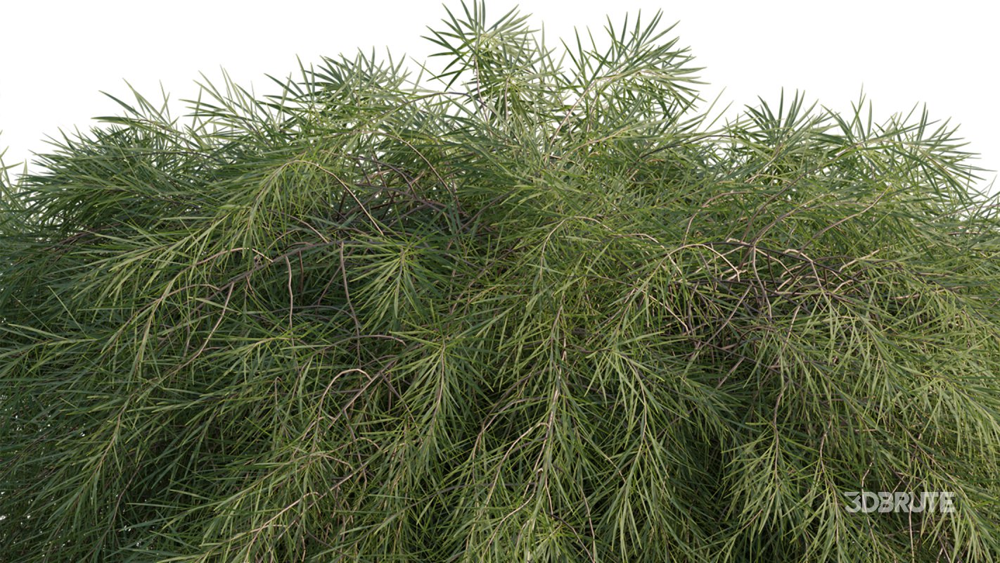 Collection 22 – Australian Plants Image 25