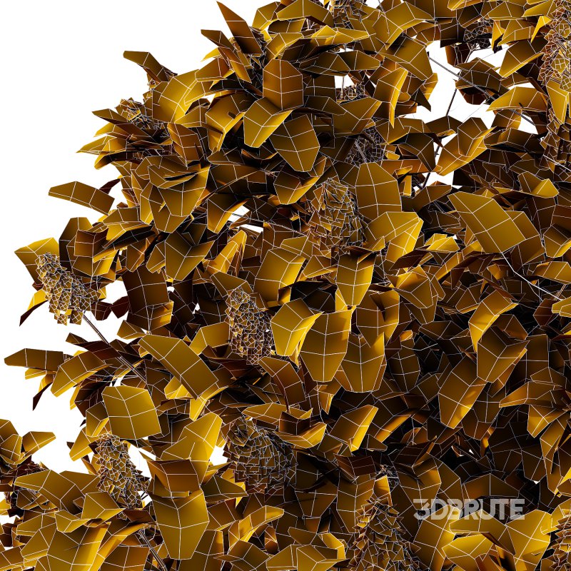 Lilac Syringa Vulgaris Tree 03 Image 3