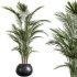 AV Indoor Plants Set 356 ParadiseBird and Arbequina Olive and Areca Palm and Rhapis Excelsa - Thumbnail 2