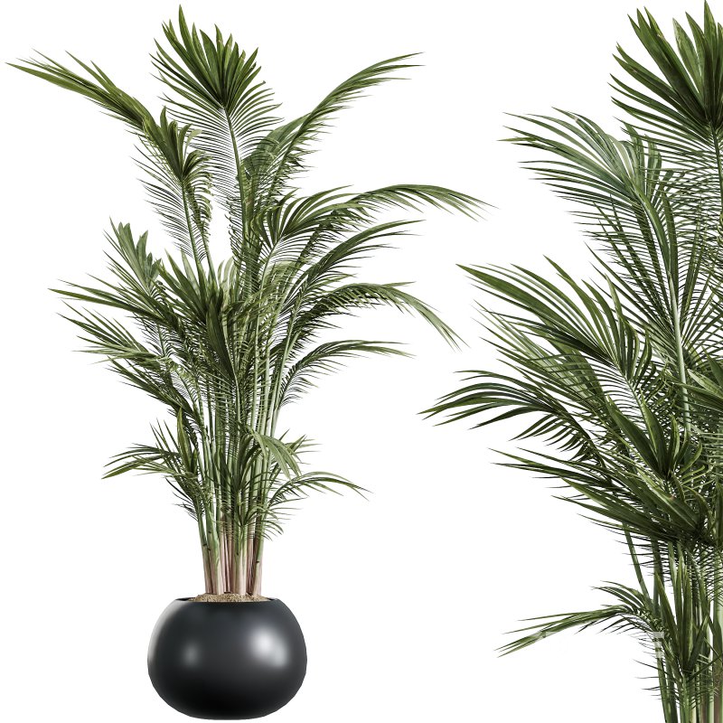 AV Indoor Plants Set 356 ParadiseBird and Arbequina Olive and Areca Palm and Rhapis Excelsa Image 2