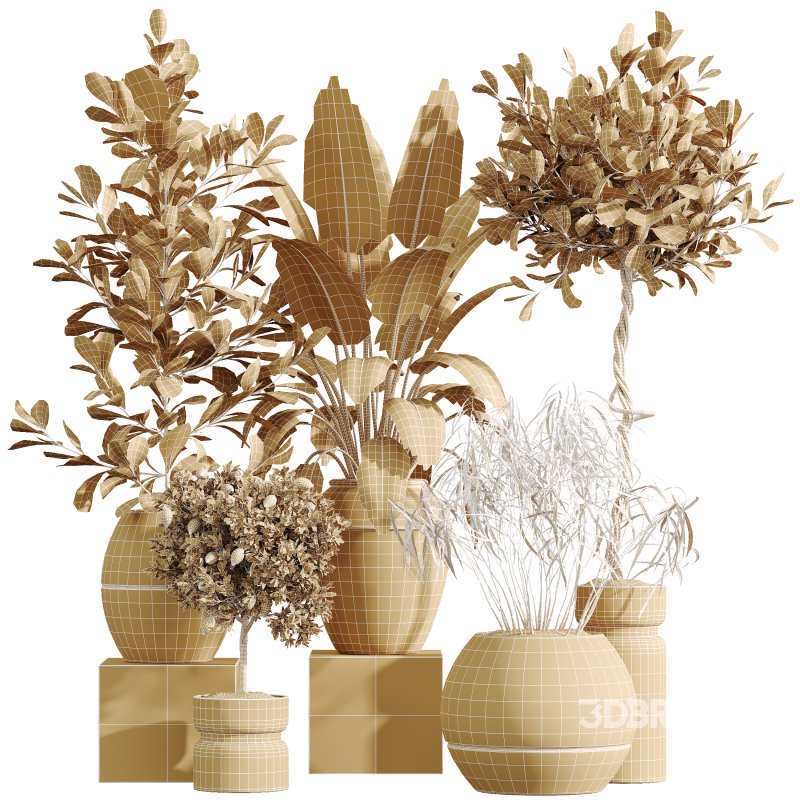 AV Indoor Plants Set 371 Japandi Decorative and Mandarin Citrus and Ficus microcarpa and Ficus Elastica Image 7