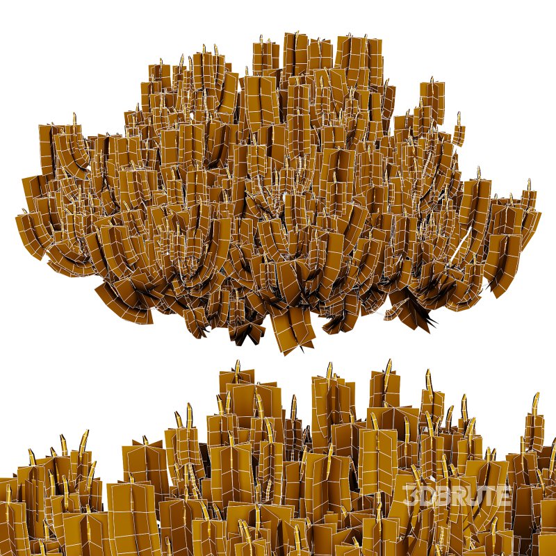 Pinus Mugo plant 03 Image 3