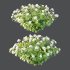 hydrangea arborescens Bush 08 - Thumbnail 1