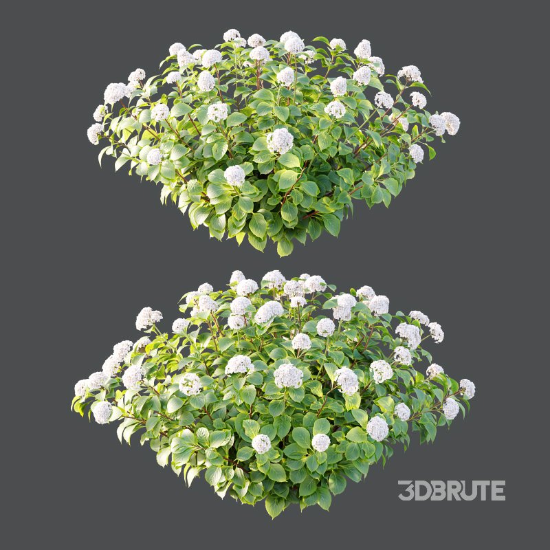 hydrangea arborescens Bush 08 Image 1