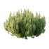 Pinus Mugo plant 02 - Thumbnail 5