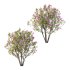 Lilac Syringa Vulgaris Tree 07 - Thumbnail 1