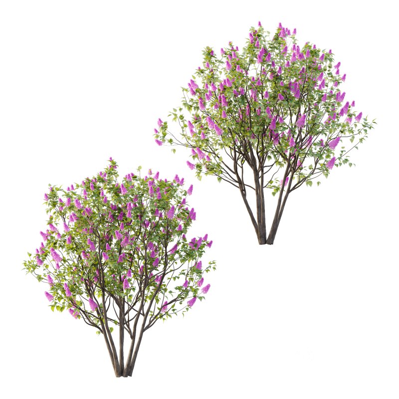 Lilac Syringa Vulgaris Tree 07 Image 1