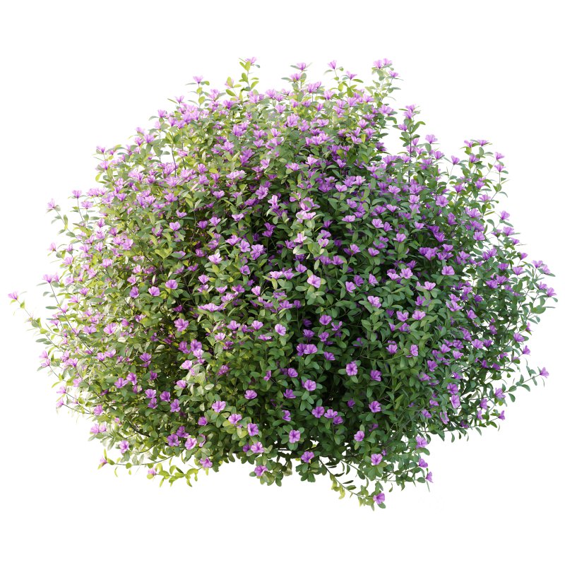 Leucophyllum frutescens Bush 10 Image 1