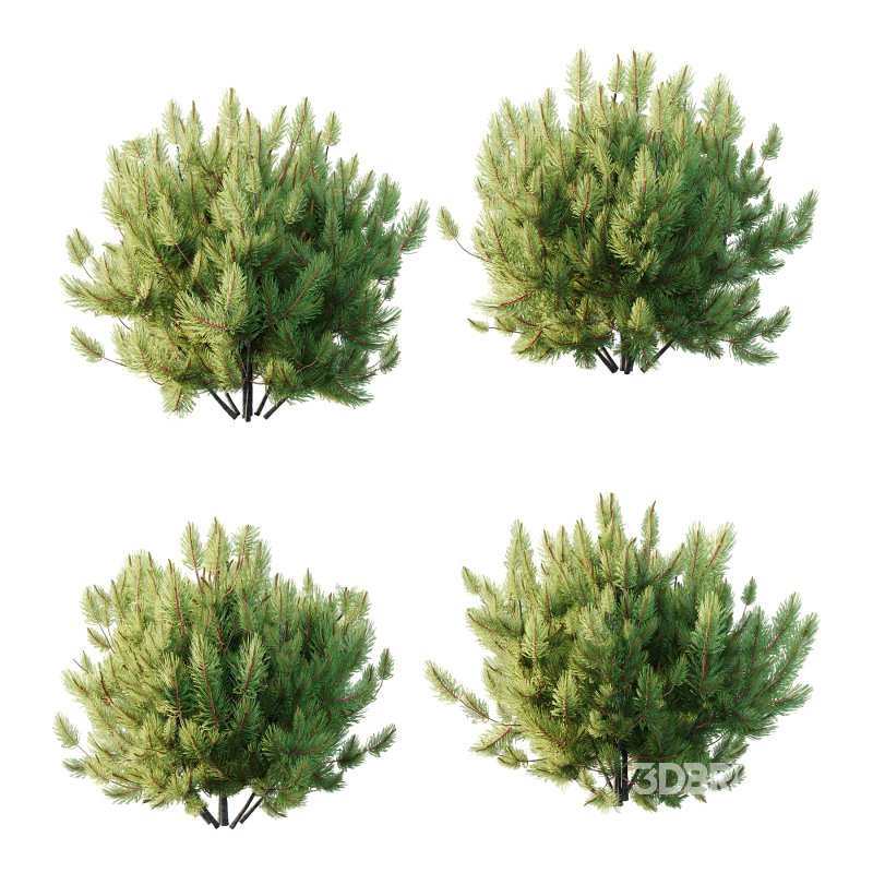 Pinus Mugo plant 01 Image 1
