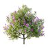 Lilac Syringa Vulgaris Tree 03 - Thumbnail 2