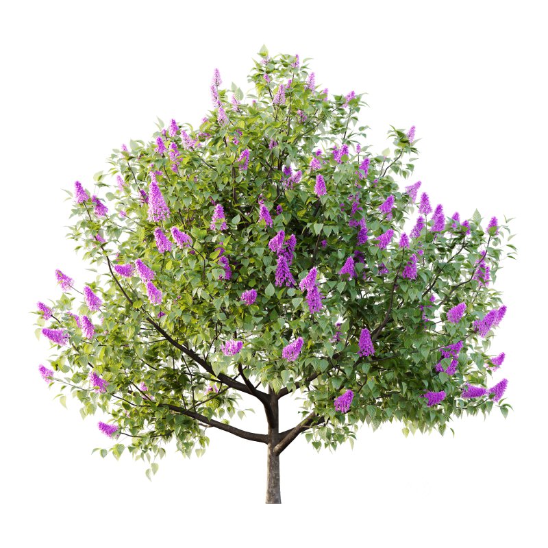 Lilac Syringa Vulgaris Tree 03 Image 2