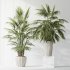 AV Indoor Plants Set 397 Zamiifolia and Giant Monstera and Dracaena Warneckii Lemon and Areca Palm - Thumbnail 10