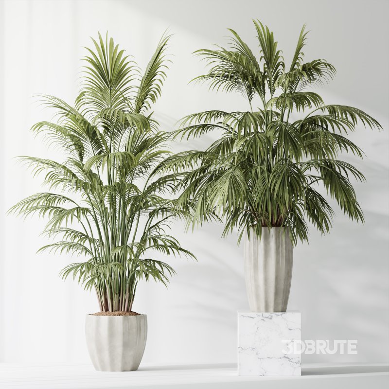 AV Indoor Plants Set 397 Zamiifolia and Giant Monstera and Dracaena Warneckii Lemon and Areca Palm Image 10