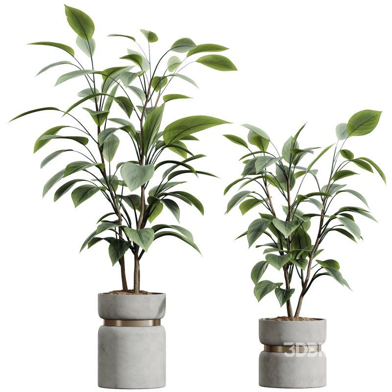 AV Indoor Plants Set 383 Yucca and Ficus Marginata and Banana Nicolai and Ficus Fig Image 5