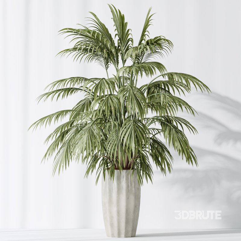 AV Indoor Plants Set 397 Zamiifolia and Giant Monstera and Dracaena Warneckii Lemon and Areca Palm Image 11