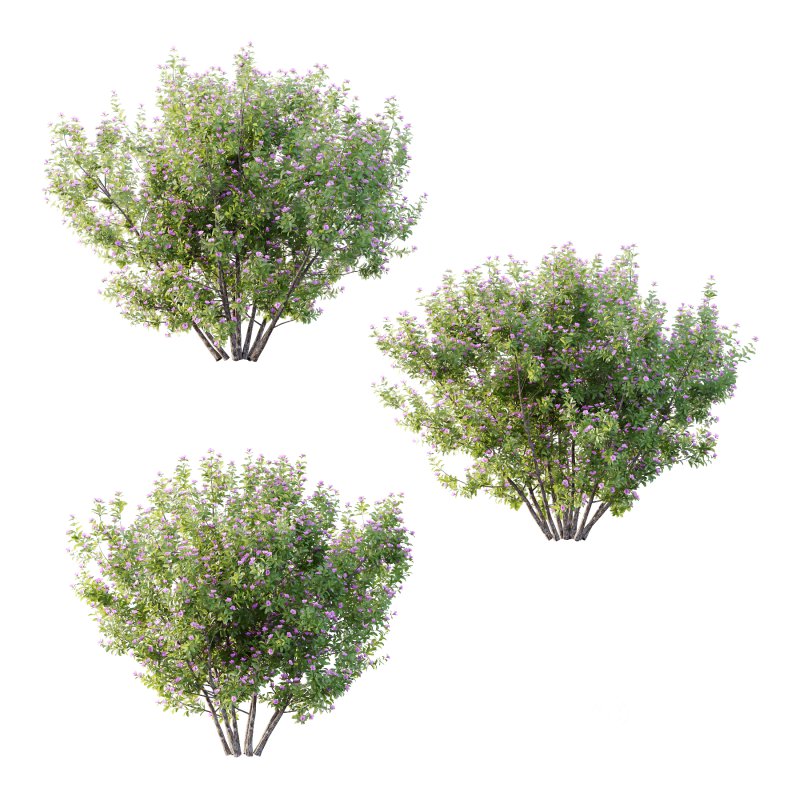 Leucophyllum frutescens Bush 08 Image 1