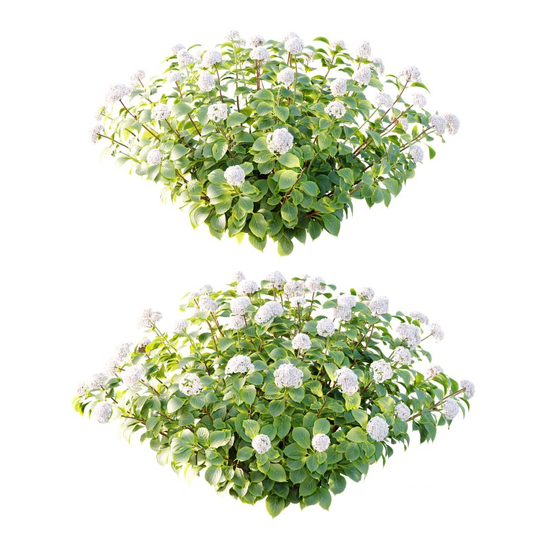 hydrangea arborescens Bush 08 Image 5