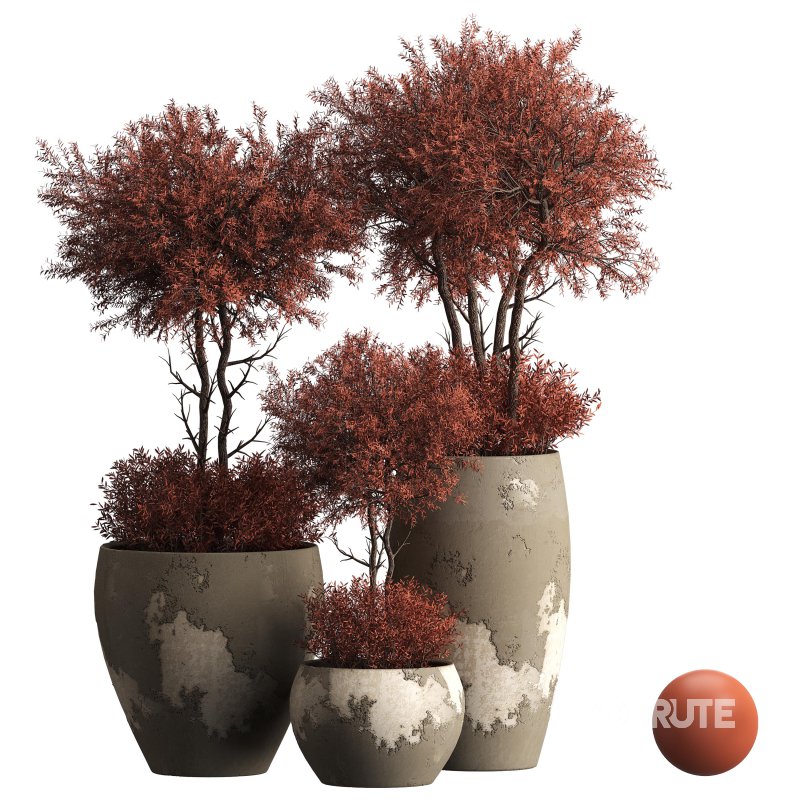 Indoor plant 074 Image 3