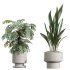 AV Indoor Plants Set 372 Monstera and Aspidistra and Japandi and Dracaena Warneckii - Thumbnail 4
