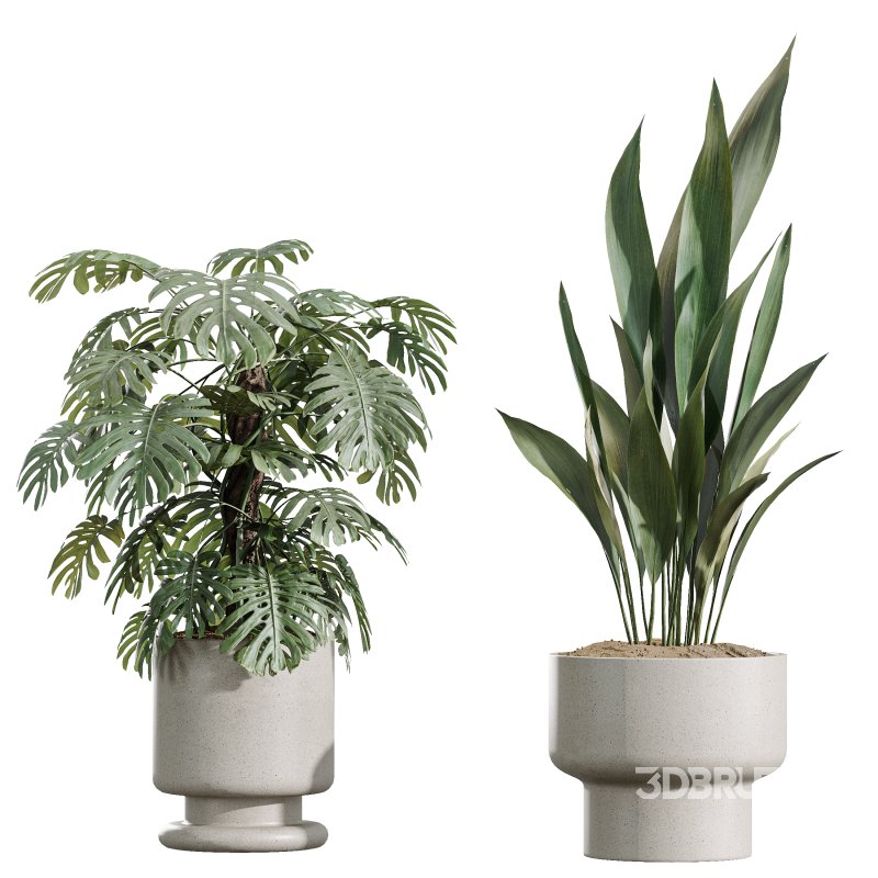AV Indoor Plants Set 372 Monstera and Aspidistra and Japandi and Dracaena Warneckii Image 4