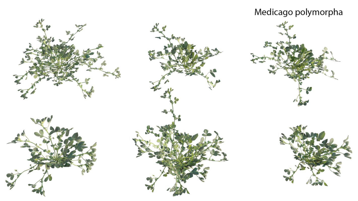 Collection 18 – Chinese garden Image 20