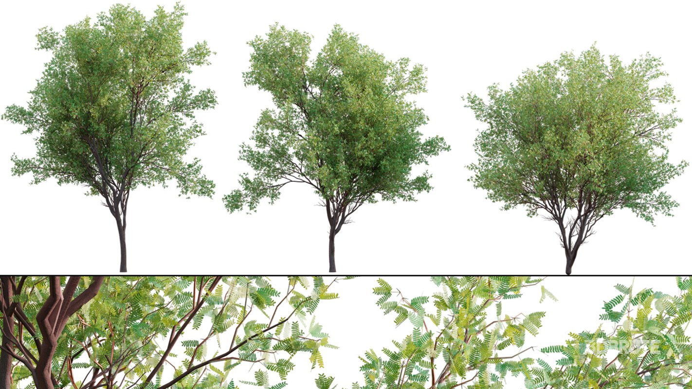 Collection 23 – Mexican Plants Image 34