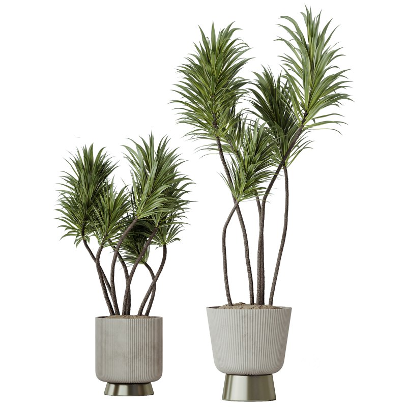 AV Indoor Plants Set 401 Mission Kalamata and Spineless Yucca and Elegant Monstera Image 2
